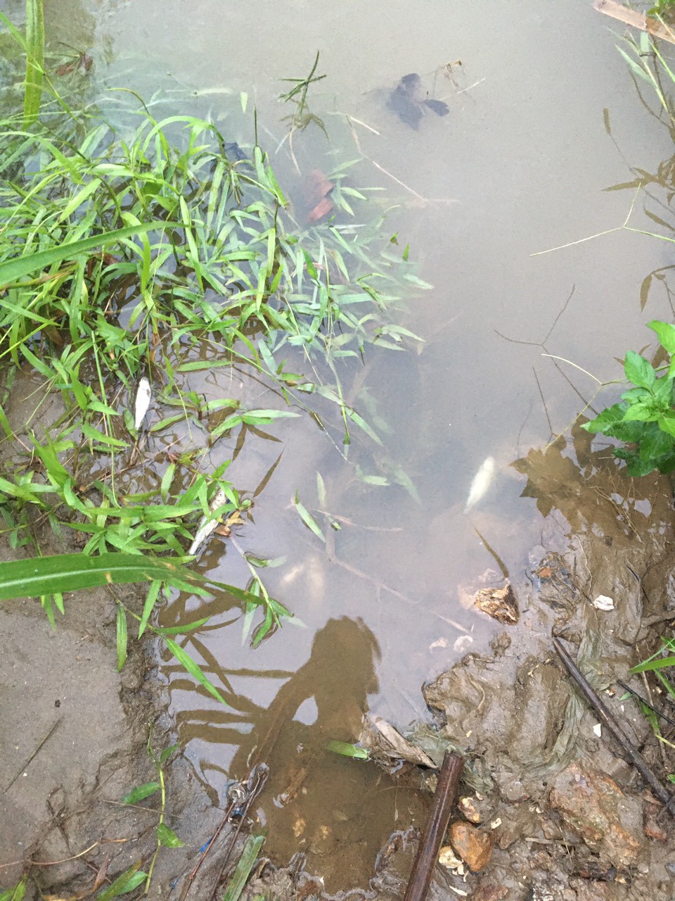Lào Cai: Cá suối ở Phú Nhuận chết hàng loạt sau mưa lũ - Ảnh 2.