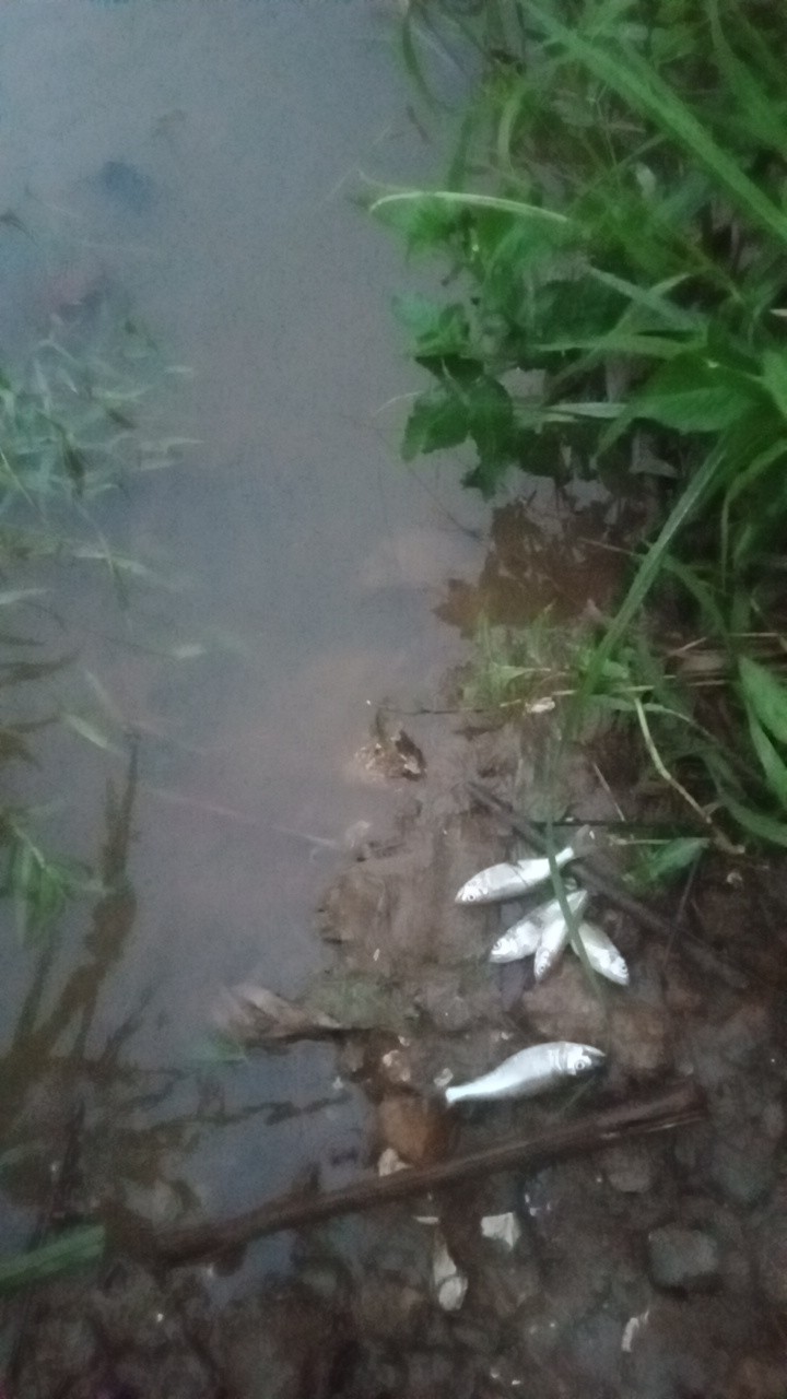 Lào Cai: Cá suối ở Phú Nhuận chết hàng loạt sau mưa lũ - Ảnh 3.