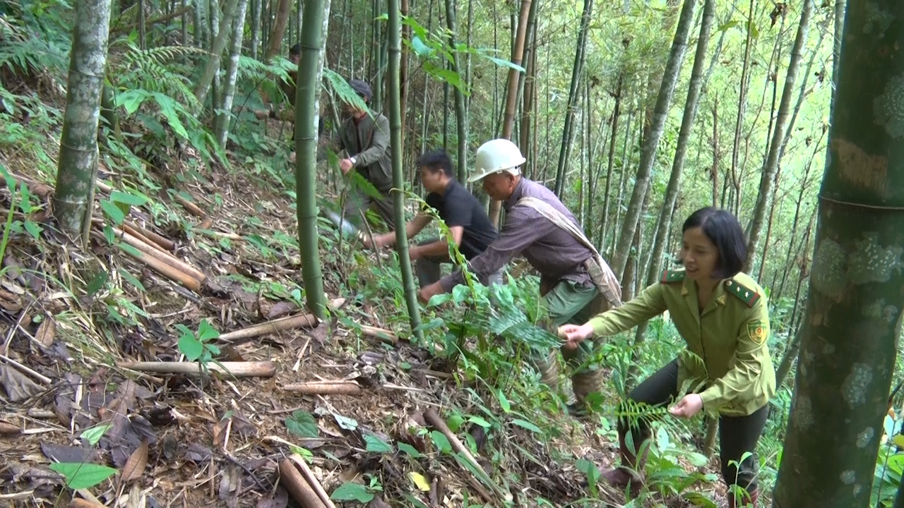 Bản người Thái: Giữ rừng xanh bằng hương ước - Ảnh 4.