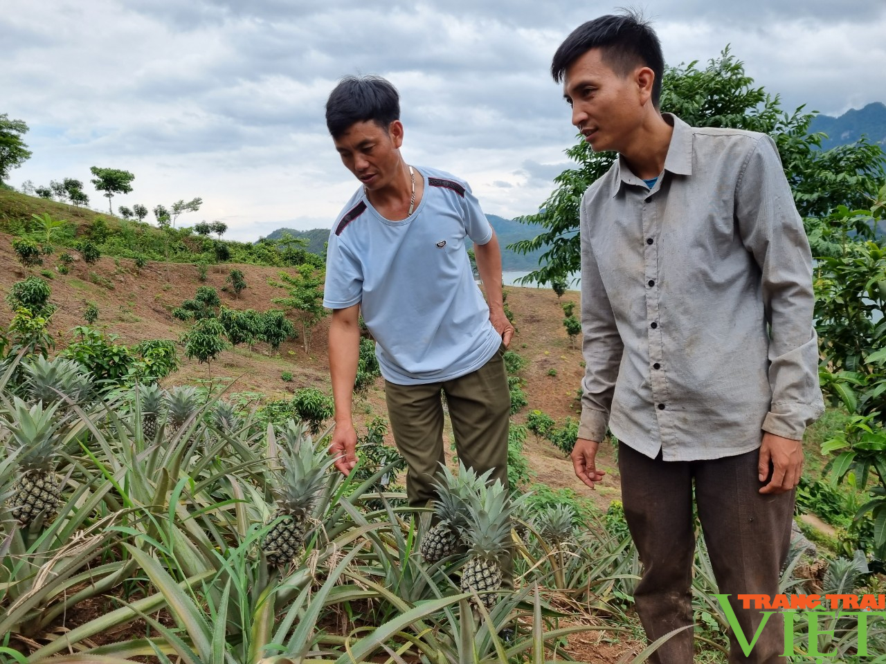 Liên kết trồng dứa với Công ty Đồng Giao, nông dân Quỳnh Nhai yên tâm sản xuất, không lo đầu ra - Ảnh 4.