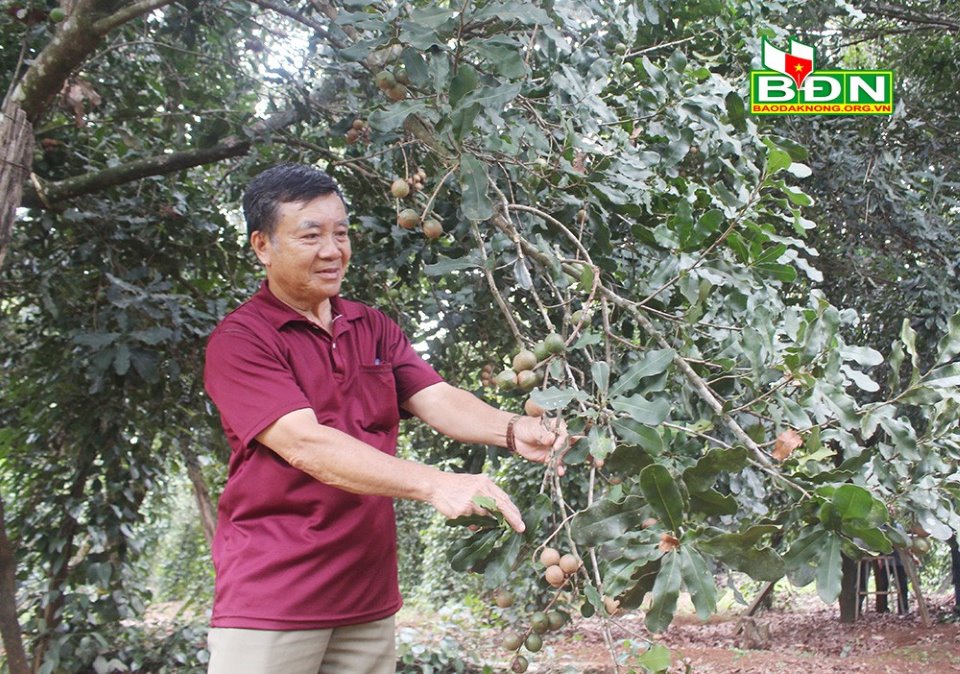 &quot;Liều&quot; trồng thứ cây ra loại hạt &quot;nữ hoàng quả khô&quot;, năm nào ông nông dân Đắk Nông cũng &quot;đút túi&quot; hơn trăm triệu - Ảnh 2.