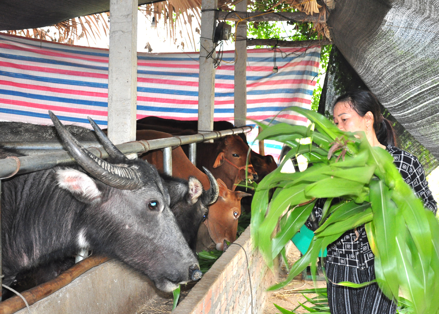 Cửa khẩu biên giới Hà Giang đóng, mở thất thường, trâu, bò thi nhau giảm giá, lợn mất giá 8-9 lần, đến khổ - Ảnh 1.