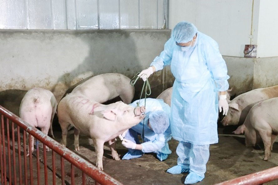 Phó Thủ tướng Lê Văn Thành: Chủ động giám sát chặt, phát hiện sớm, xử lý các ổ dịch tả lợn châu Phi - Ảnh 1.