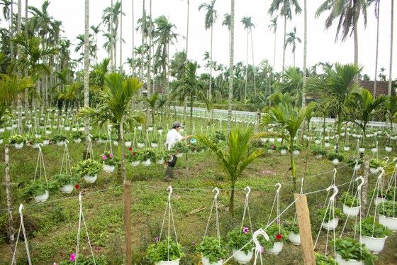 Cách trồng hoa treo khiến vườn đẹp như phim của ông nông dân Quảng Ngãi, cả làng phục lăn - Ảnh 10.