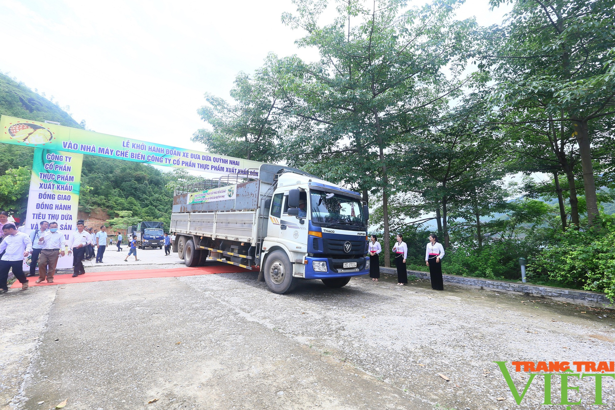 Liên kết trồng dứa với Công ty Đồng Giao, nông dân Quỳnh Nhai yên tâm sản xuất, không lo đầu ra - Ảnh 5.