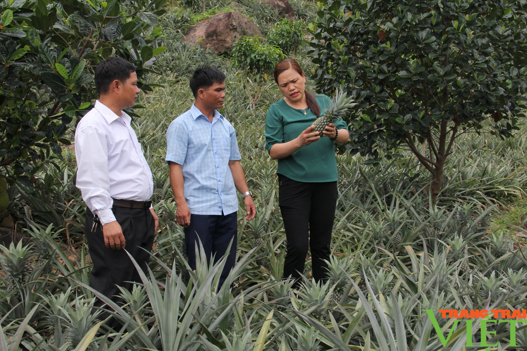 Liên kết trồng dứa với Công ty Đồng Giao, nông dân Quỳnh Nhai yên tâm sản xuất, không lo đầu ra - Ảnh 2.