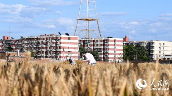 Rò rỉ hình ảnh vụ thu hoạch của 'cánh đồng lúa mì đắt giá nhất thế giới' - Ảnh 6.