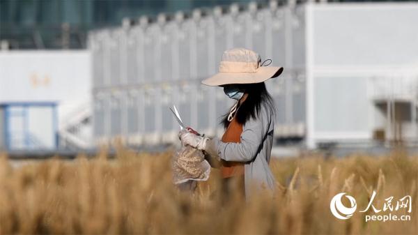 Rò rỉ hình ảnh vụ thu hoạch của 'cánh đồng lúa mì đắt giá nhất thế giới' - Ảnh 2.