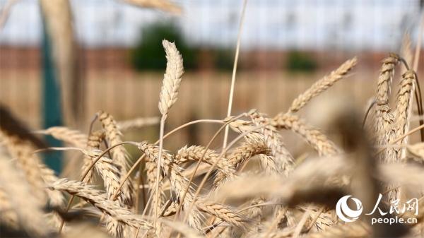 Rò rỉ hình ảnh vụ thu hoạch của 'cánh đồng lúa mì đắt giá nhất thế giới' - Ảnh 7.