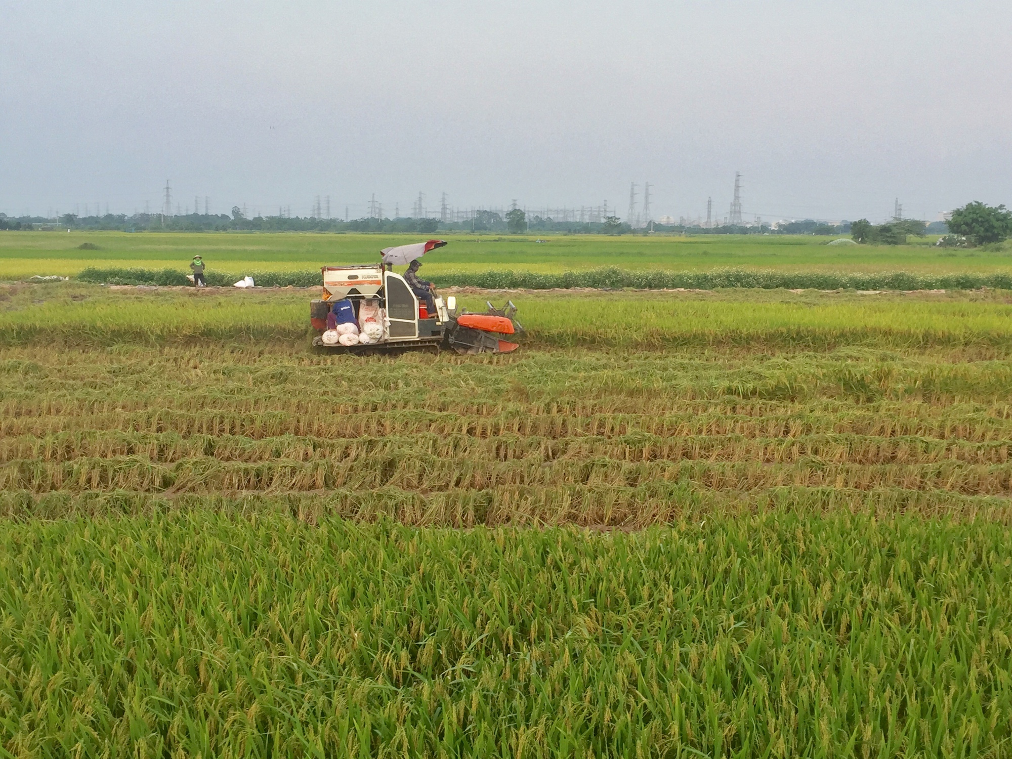 Vụ lúa Xuân huyện Thường Tín đạt năng suất hơn 60 tạ/ha - Ảnh 1.