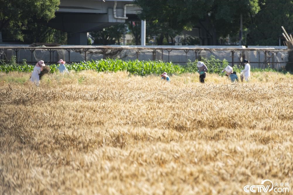 Rò rỉ hình ảnh vụ thu hoạch của 'cánh đồng lúa mì đắt giá nhất thế giới' - Ảnh 5.