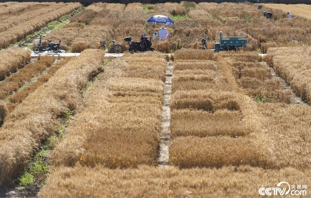 Rò rỉ hình ảnh vụ thu hoạch của 'cánh đồng lúa mì đắt giá nhất thế giới' - Ảnh 1.
