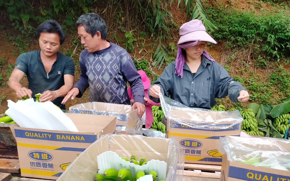 Trung Quốc kiểm tra trực tuyến vùng trồng, cơ sở đóng gói nông sản xuất khẩu từ Lào Cai