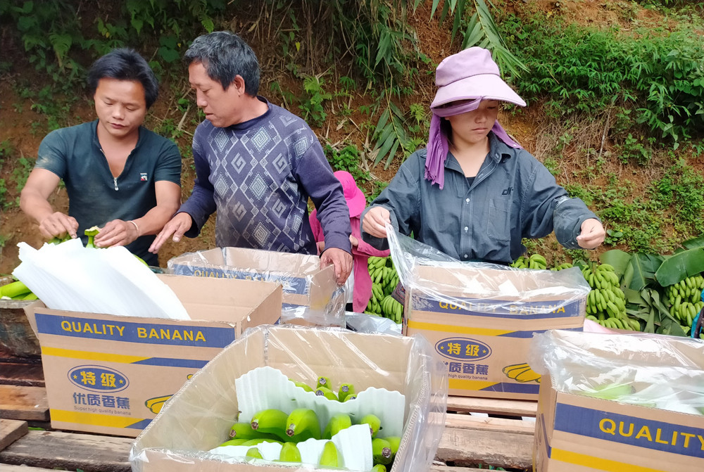 Trung Quốc kiểm tra trực tuyến vùng trồng, cơ sở đóng gói nông sản xuất khẩu từ Lào Cai - Ảnh 1.