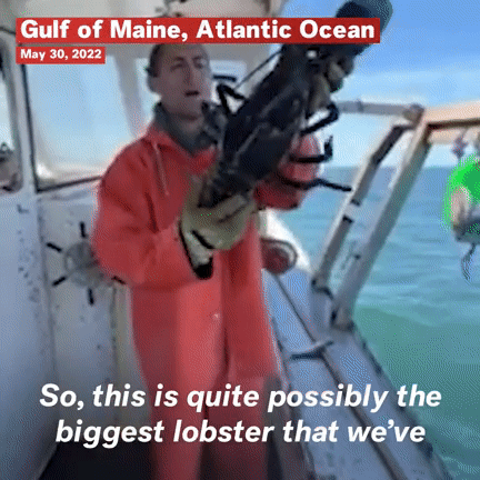Surprised with giant lobster, predicted to be 100 years old - Photo 1.