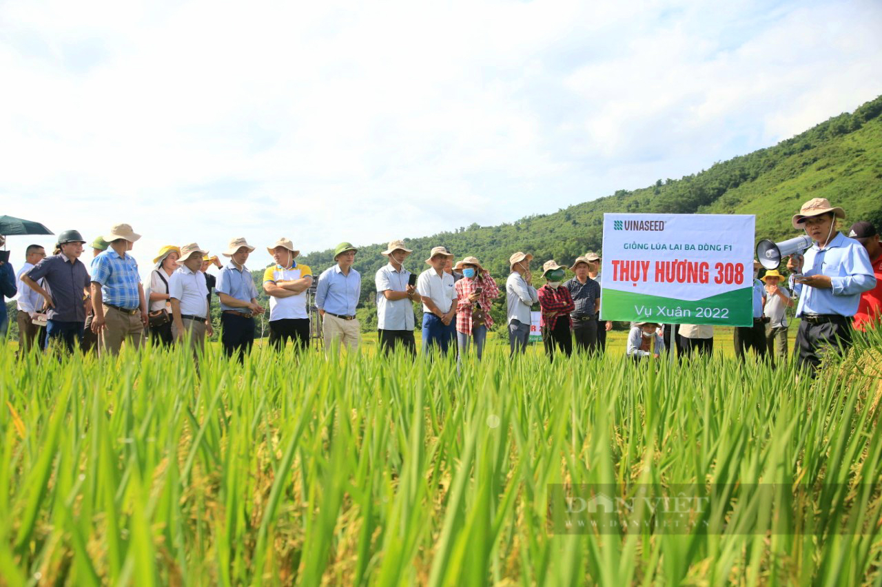 Bộ đôi giống lúa chất lượng cao được nông dân xứ Mường ưa thích có tên là gì? - Ảnh 4.