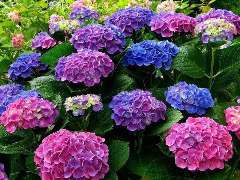 In a small yard, plant these 4 ornamental plants, flowers bloom a lot, fragrant the whole sky - Photo 1.