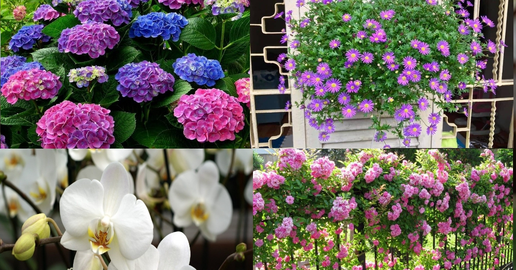 If you have a small yard, just plant these 4 ornamental plants, the flowers bloom a lot, the whole sky is fragrant