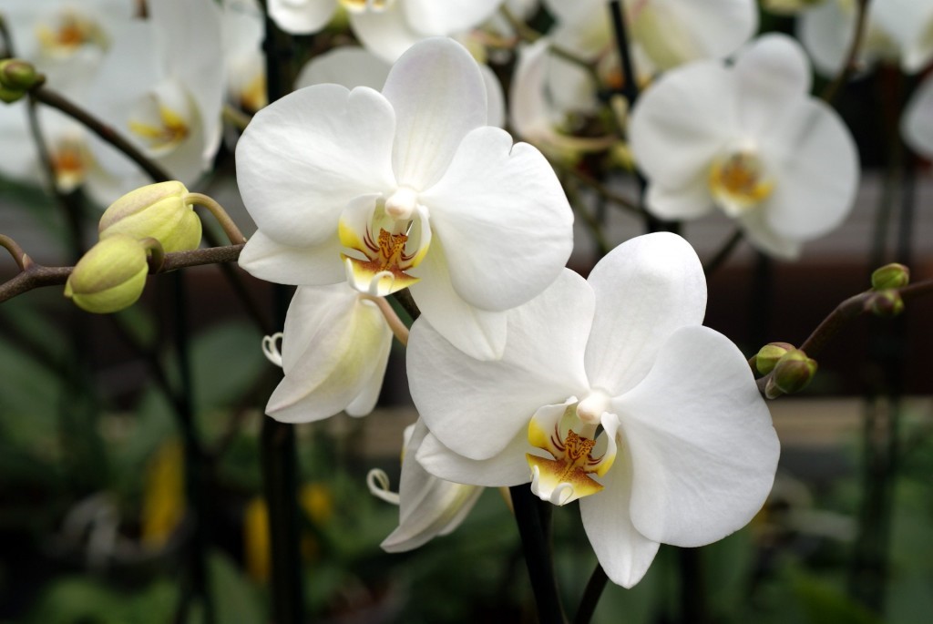 In a small yard, plant these 4 ornamental plants, flowers bloom a lot, fragrant in the sky - Photo 4.