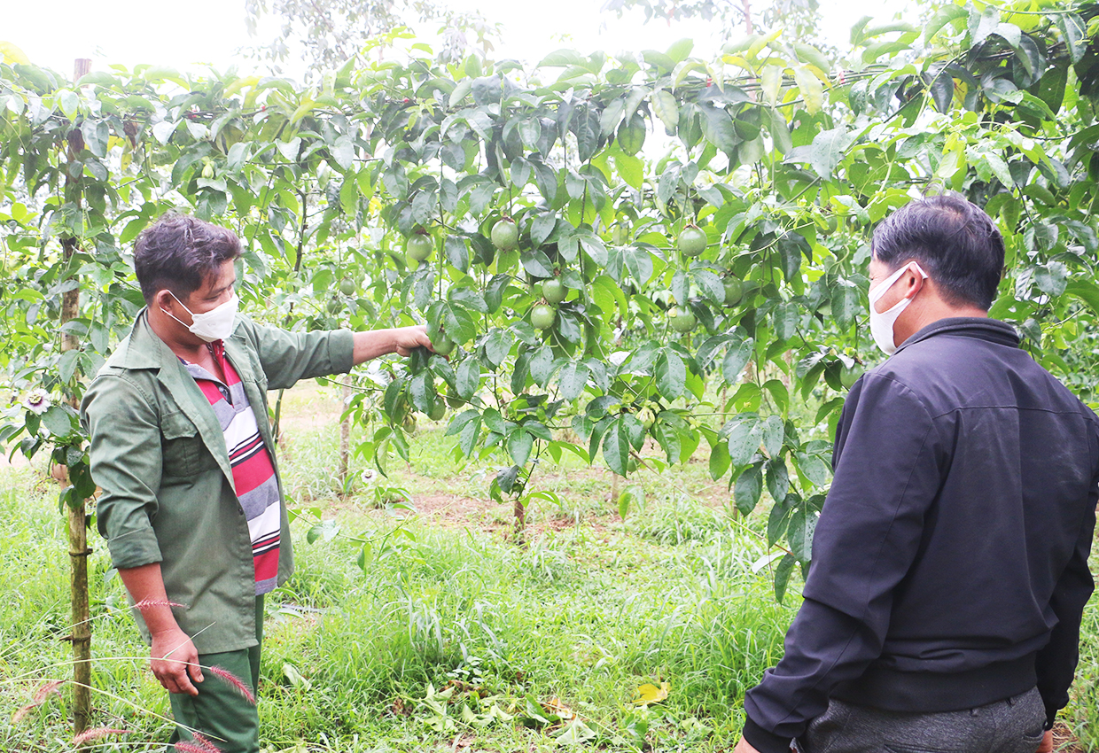 Thu 350 - 400 triệu đồng/ha, Gia Lai tham vọng mở rộng diện tích một loại trái cây lên 20.000ha - Ảnh 1.