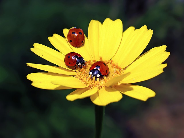 In the 5th lunar month, the 3 zodiac animals welcome the luck of peach blossom and receive a lot of fortune - Photo 2.