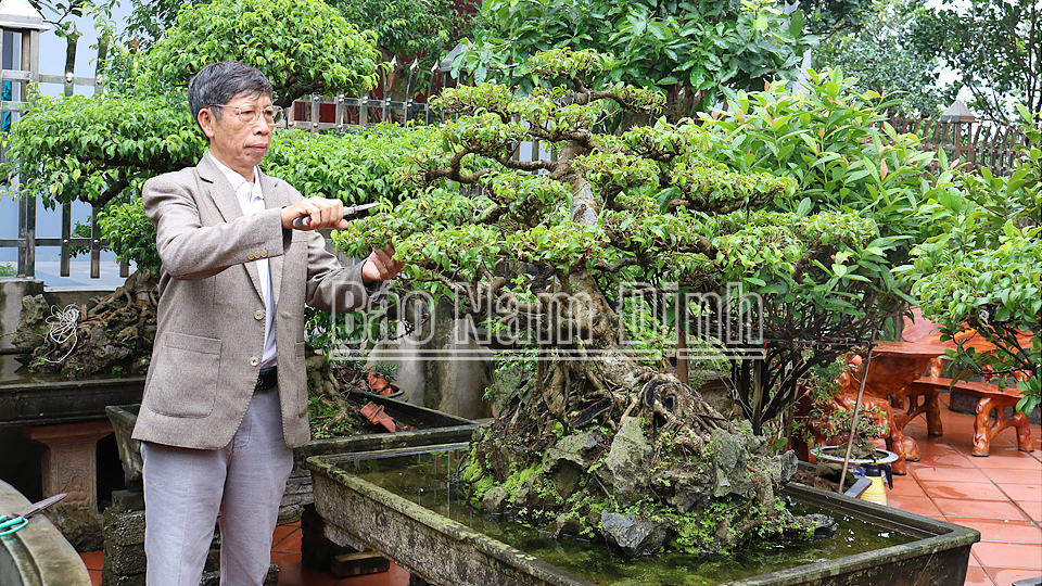 Vùng đất trồng cây cảnh nghệ thuật ở Nam Định, vô vườn đụng ngay những cây tiền tỷ - Ảnh 1.