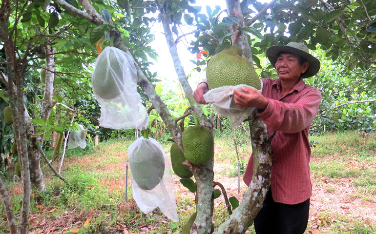 Vườn bên sông đẹp như phim, cây trái tốt tươi, có cây cảnh cổ thụ quý hiếm hơn 100 năm tuổi ở Phú Yên - Ảnh 1.