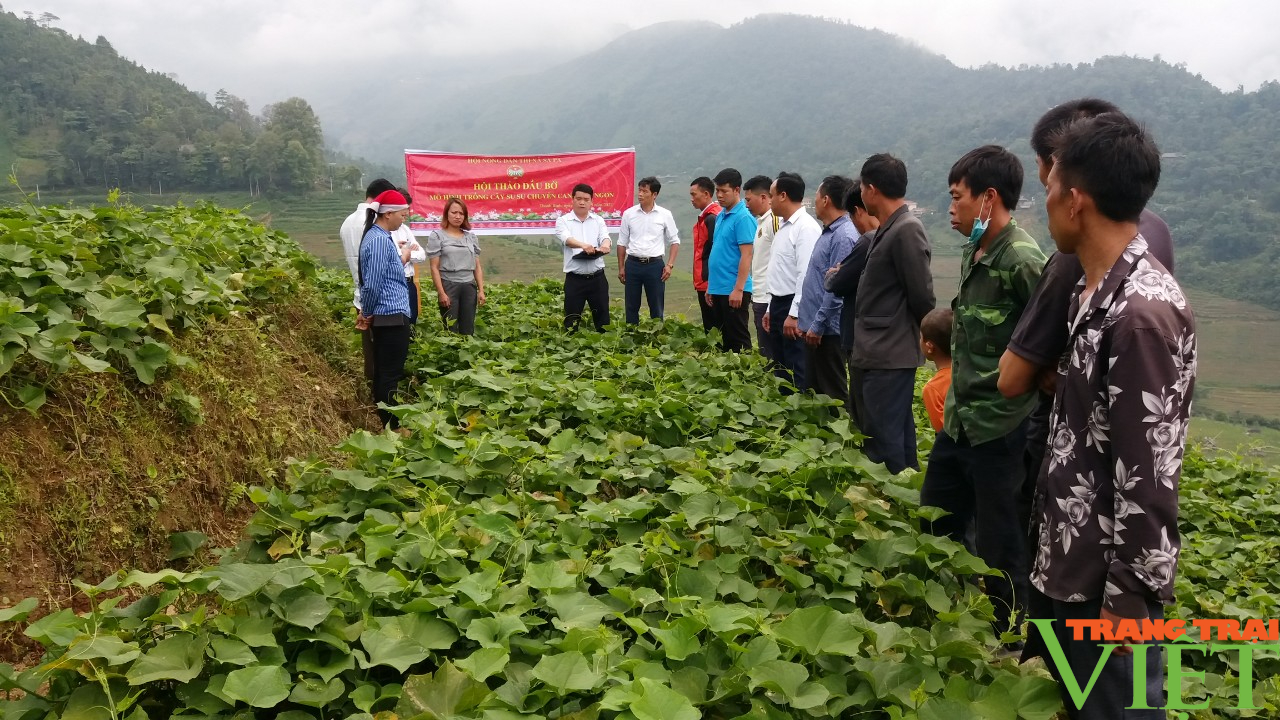 Trồng su su lấy ngọn trái vụ, hướng đi mới ở vùng cao Lào Cai