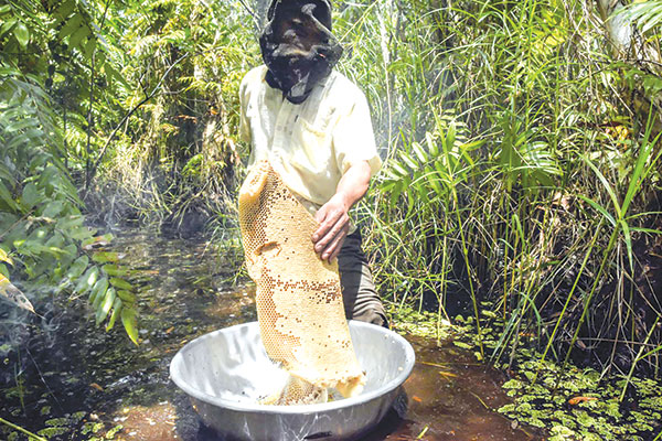 Sản vật rừng U Minh Thượng ở Kiên Giang là cá đồng, mật ong, nông dân còn được trả khoản tiền gì? - Ảnh 1.