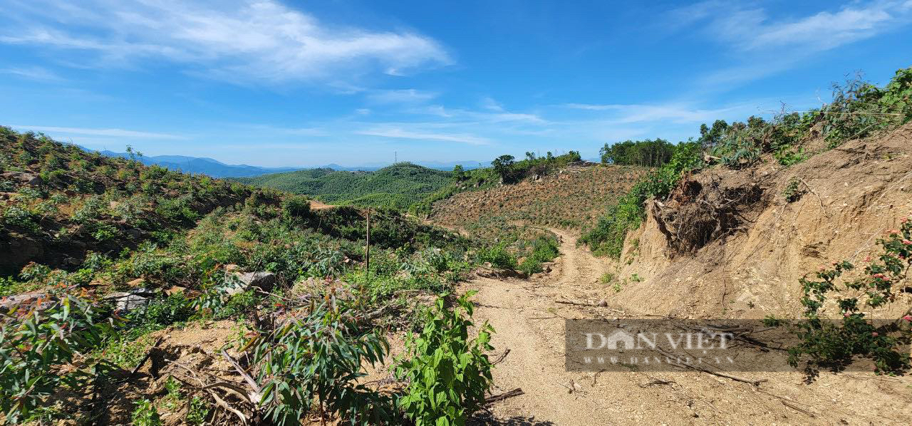 Gần 12ha đất rừng ở Bình Định bị phá, xâm chiếm: Chủ tịch huyện nói xử lý 'không có vùng cấm' - Ảnh 4.