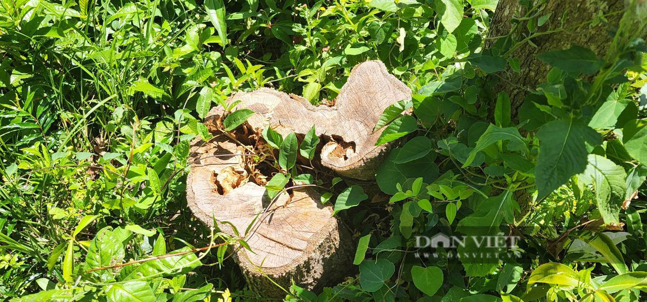 Gần 12ha đất rừng ở Bình Định bị phá, xâm chiếm: Chủ tịch huyện nói xử lý 'không có vùng cấm' - Ảnh 2.