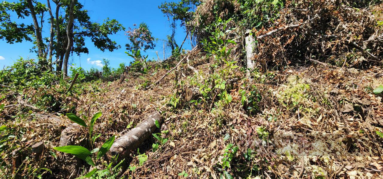 Lãnh đạo Sở NNPTNT nói gì với UBND tỉnh Bình Định về vụ gần 12 ha đất rừng bị phá, xâm chiếm? - Ảnh 4.