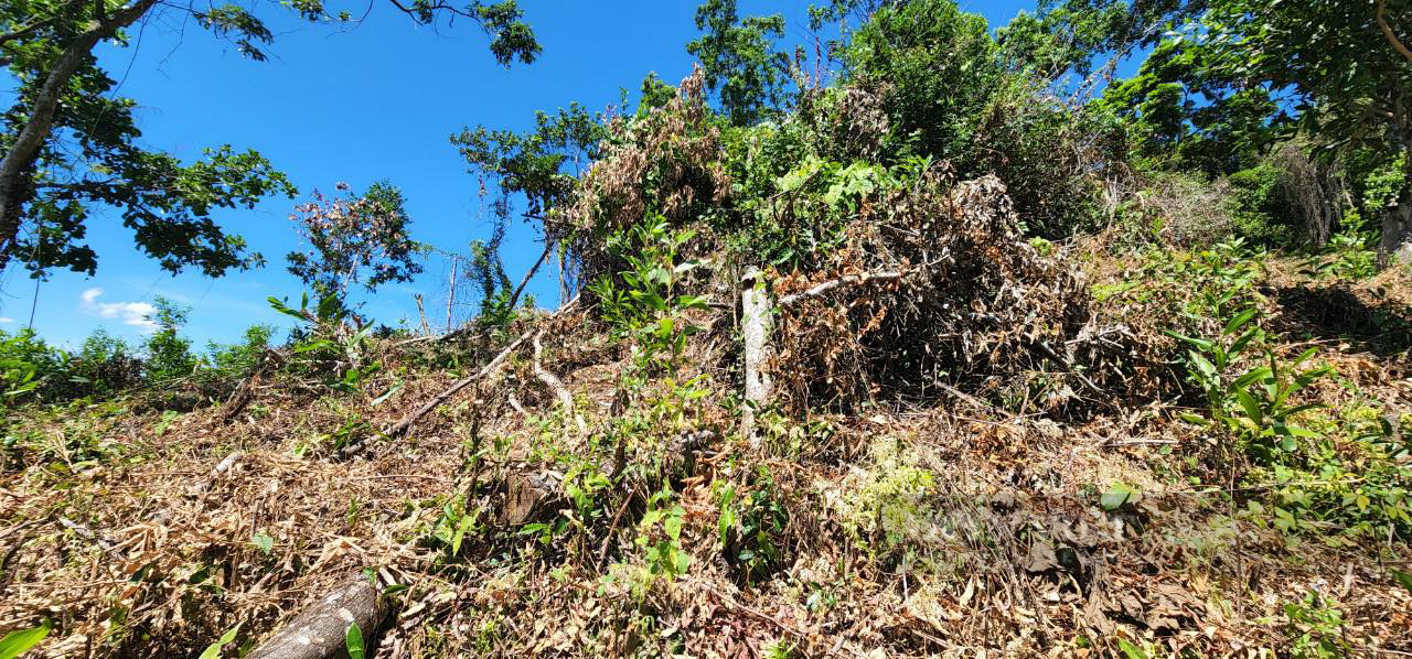 Lãnh đạo Sở NNPTNT nói gì với UBND tỉnh Bình Định về vụ gần 12 ha đất rừng bị phá, xâm chiếm? - Ảnh 2.