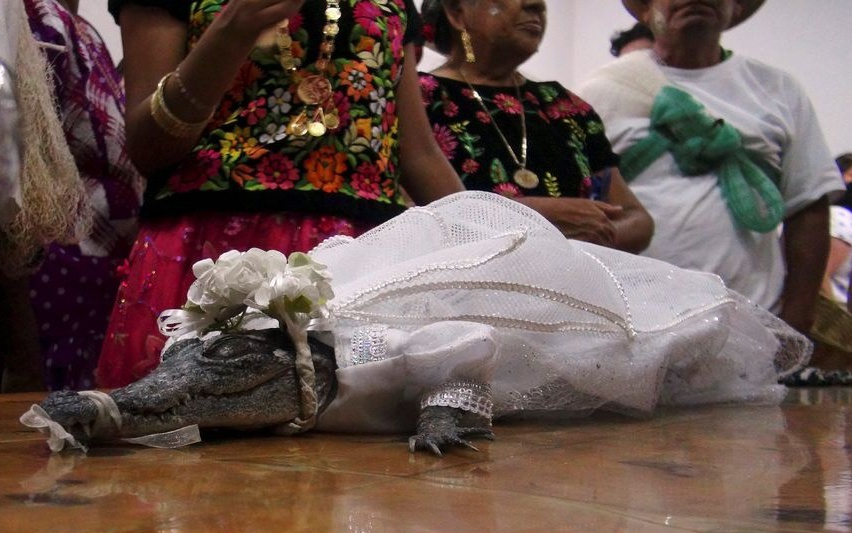 Thị trưởng Mexico kết hôn với cá sấu