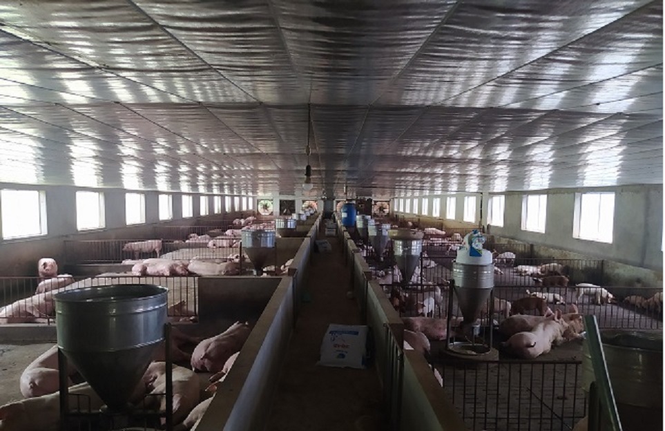 Vượt qua dịch bệnh, anh nông dân này ở Thái Nguyên có thu nhập ổn định từ chăn nuôi lợn - Ảnh 3.
