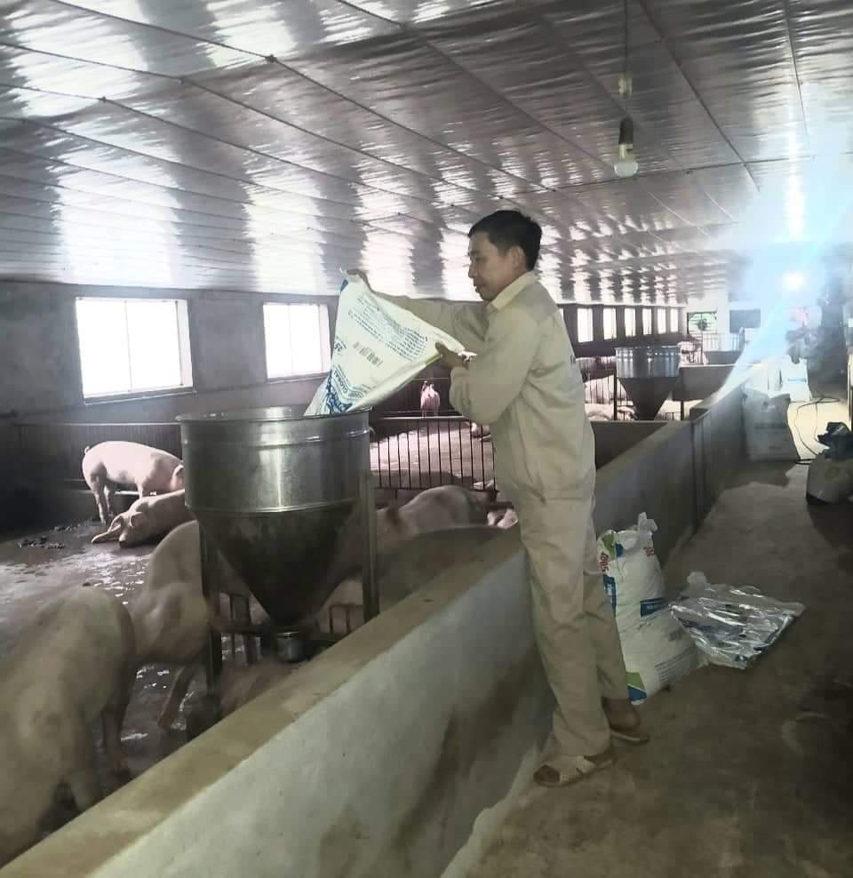 Vượt qua dịch bệnh, anh nông dân này ở Thái Nguyên có thu nhập ổn định từ chăn nuôi lợn - Ảnh 2.
