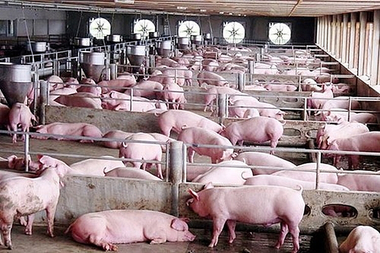 Sức mua yếu, giá lợn hơi chưa thoát được mốc 60.000 đồng/kg - Ảnh 1.
