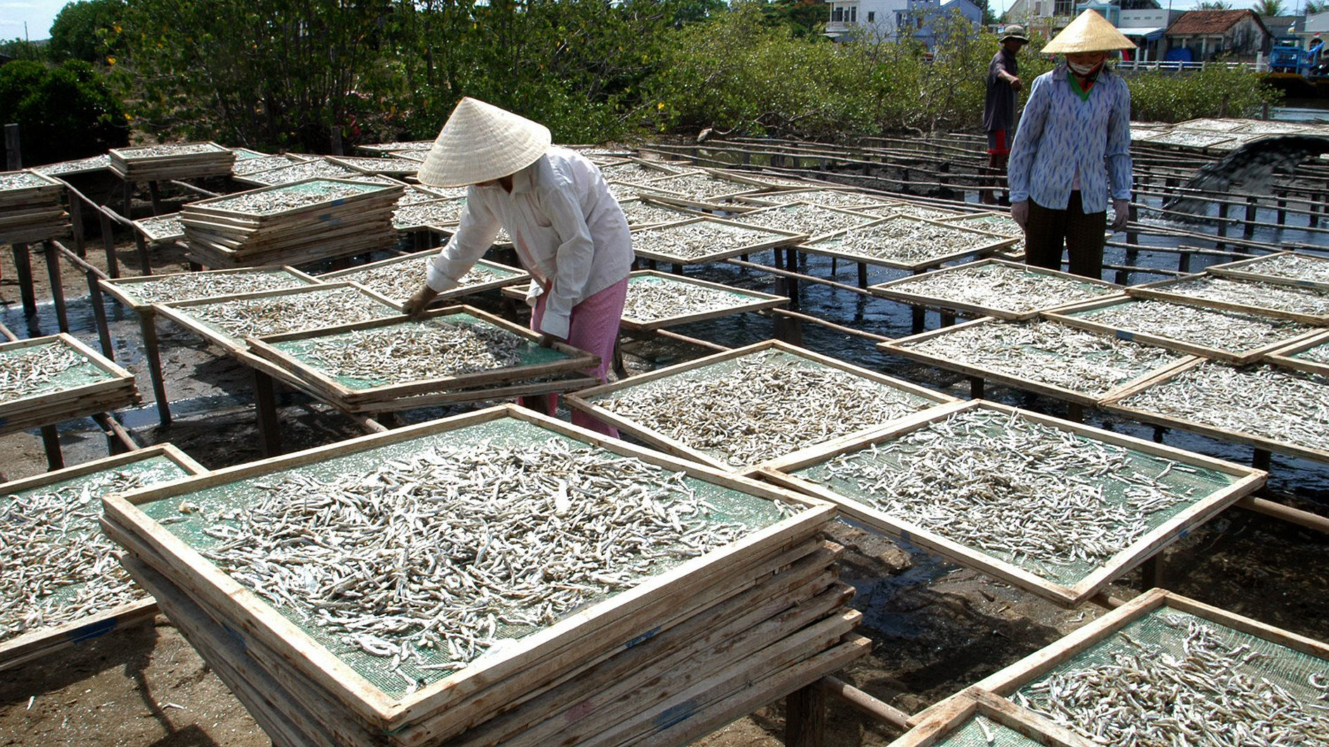 Loài cá đặc sản nức tiếng giúp dân Bình Thuận đổi đời vì sao bỗng thưa dần rồi mất tăm? - Ảnh 5.