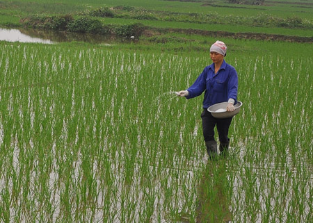 Bài viết chi tiết