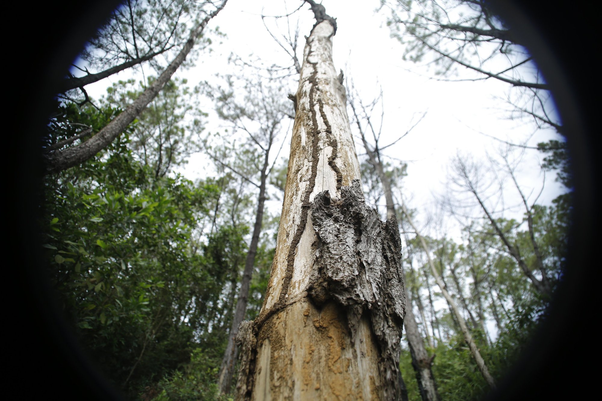 Quảng Nam: Điều tra hàng trăm cây thông bị kẻ gian “bức tử” bằng hóa chất - Ảnh 8.