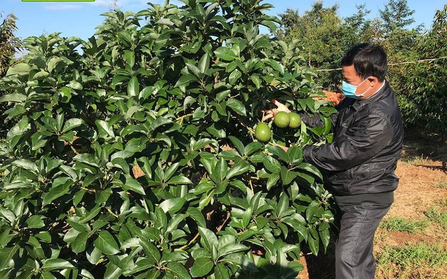 Diện tích trồng bơ tăng gấp 4 lần, nhưng nông dân Đắk Nông phải &quot;tự bơi&quot;, quên đi lời hứa năm nào