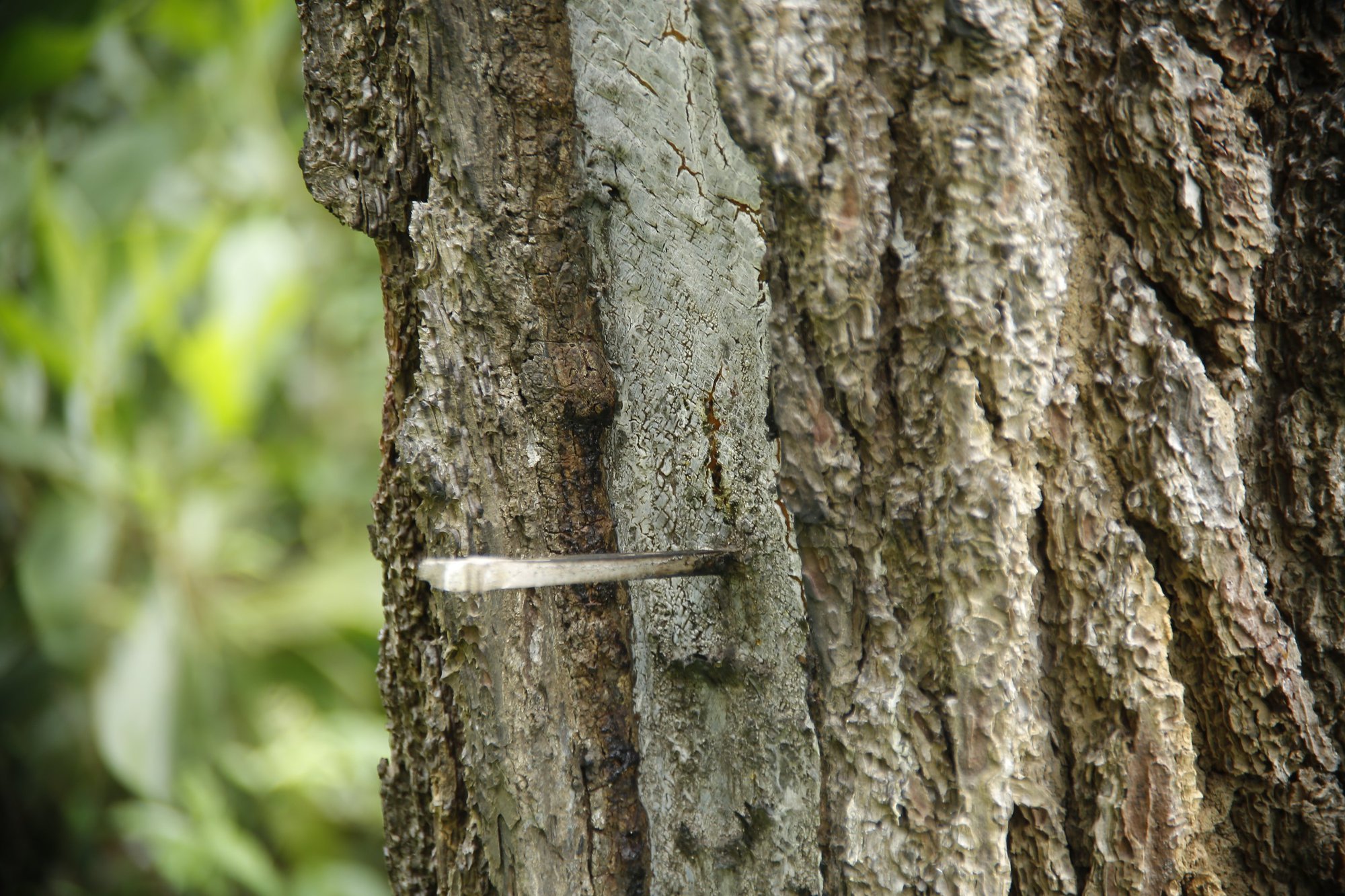 Quảng Nam: Điều tra hàng trăm cây thông bị kẻ gian “bức tử” bằng hóa chất - Ảnh 6.
