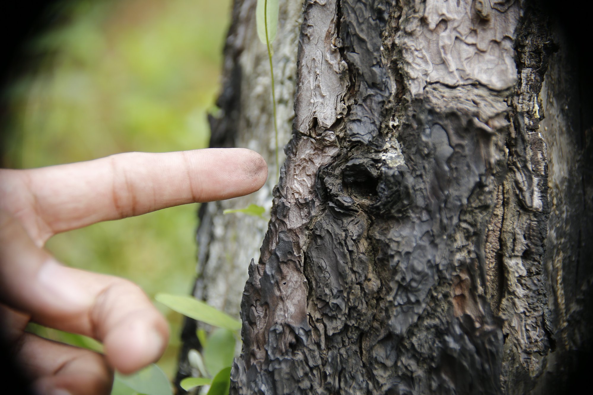Quảng Nam: Điều tra hàng trăm cây thông bị kẻ gian “bức tử” bằng hóa chất - Ảnh 5.