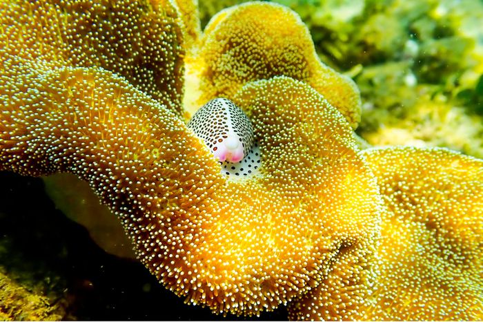 Cận cảnh rạn san hô rực rỡ hiếm gặp ở Việt Nam - Ảnh 5.