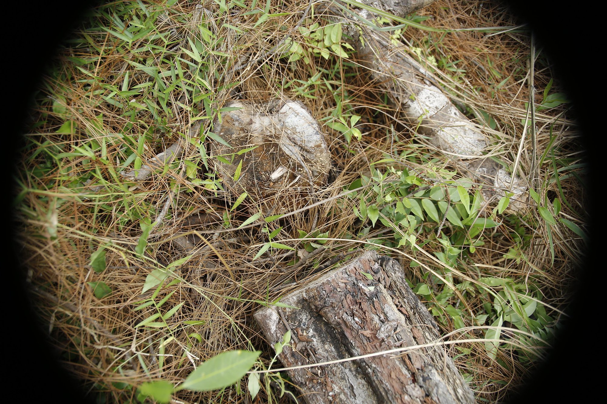 Quảng Nam: Điều tra hàng trăm cây thông bị kẻ gian “bức tử” bằng hóa chất - Ảnh 11.