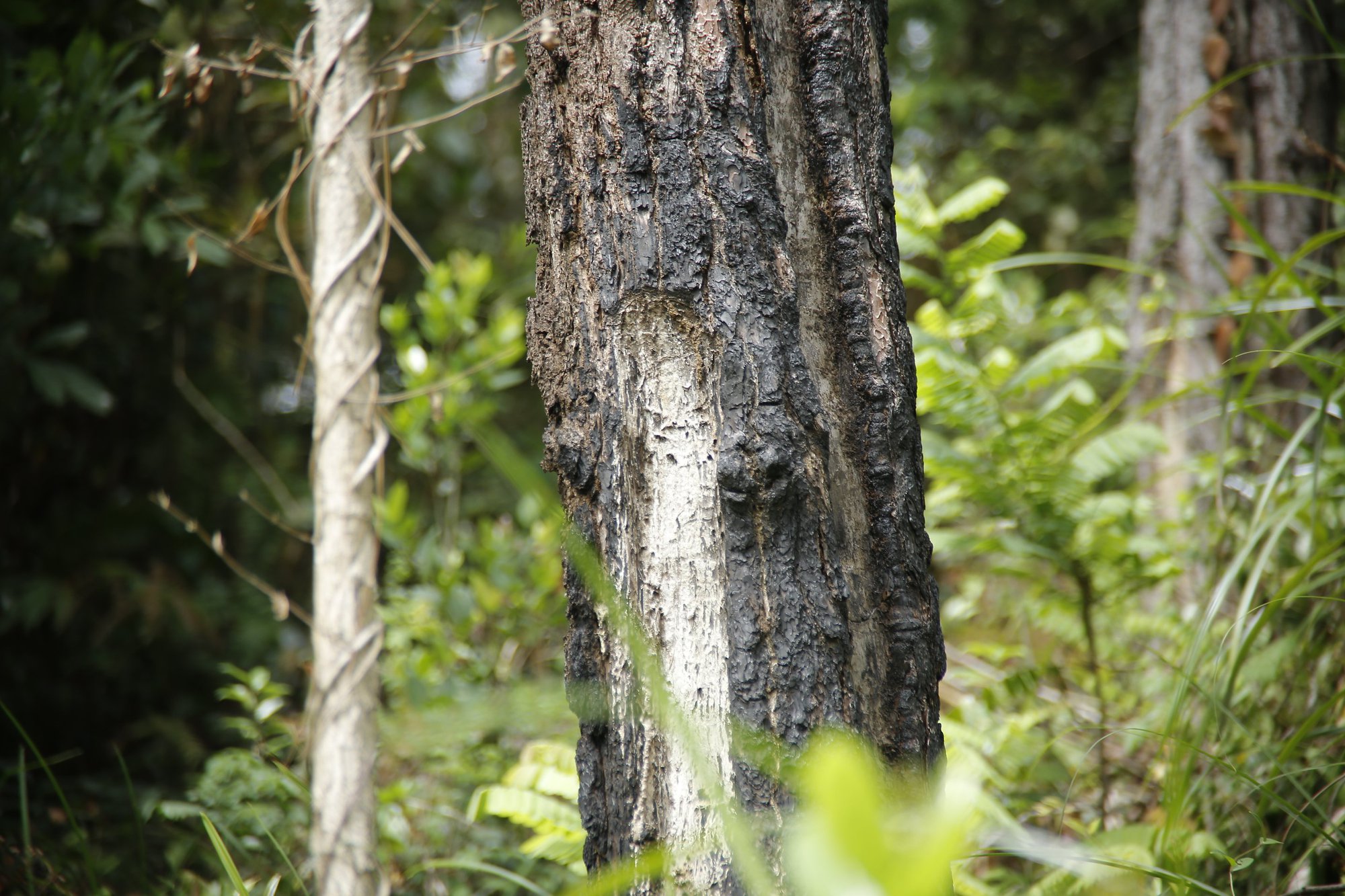 Quảng Nam: Điều tra hàng trăm cây thông bị kẻ gian “bức tử” bằng hóa chất - Ảnh 1.