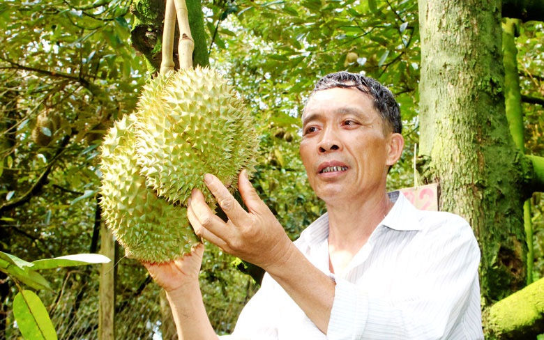 Vùng đất trù phú ở Lâm Đồng thơm ngào ngạt mùi sầu riêng, muốn gặp tỷ phú cứ đi vô vườn