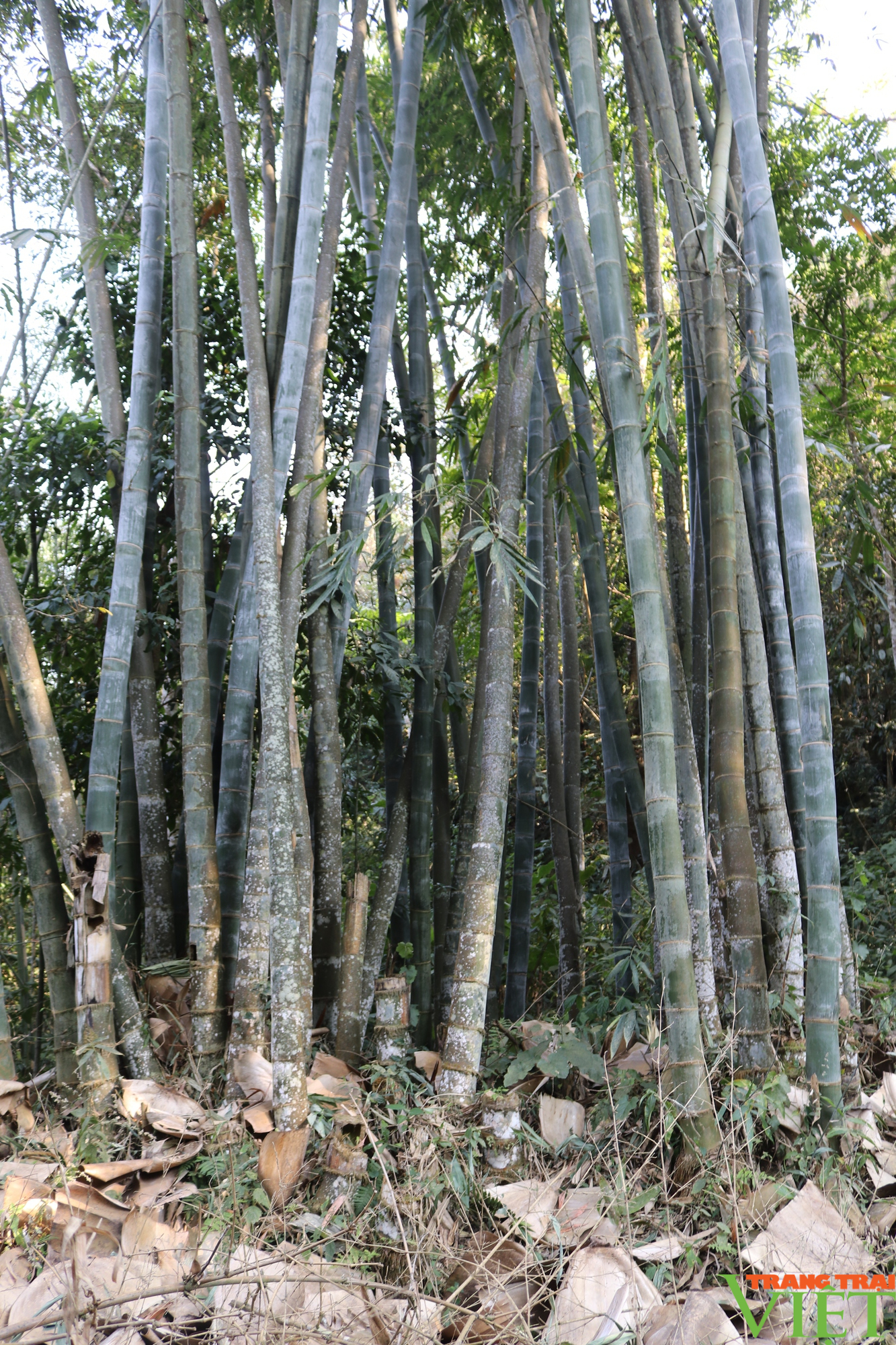 Sơn La chuẩn bị có vùng nguyên liệu tre sinh thái - Ảnh 4.
