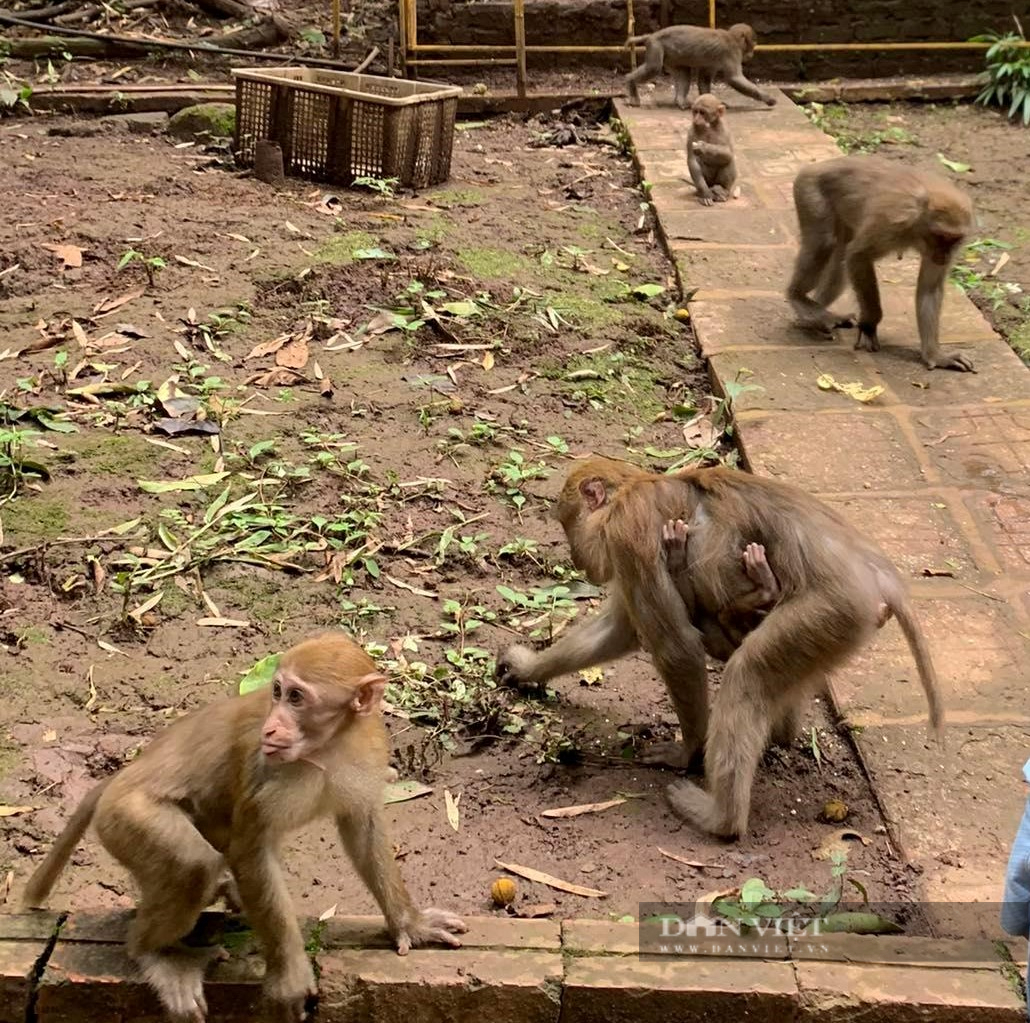 Sơn La: Đi tham quan khu du lịch Rừng Vàng đàn khỉ lao tới và cắn cắn một trẻ em bị thương - Ảnh 1.