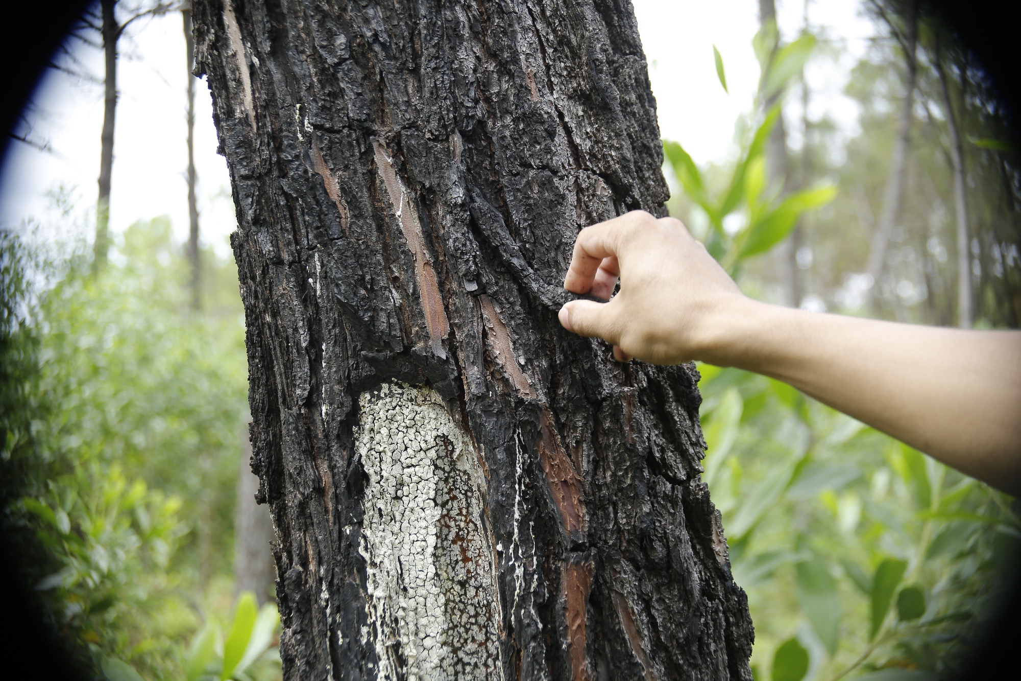 Quảng Nam: Điều tra hàng trăm cây thông bị kẻ gian “bức tử” bằng hóa chất - Ảnh 3.